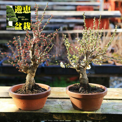 楽天市場】白梅 植木の通販 楽天市場】白梅 植木の通販