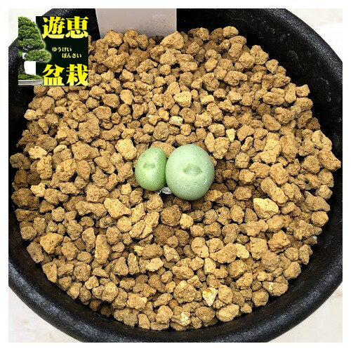 多肉植物：コノフィツム　ミヌツム*幅1cmのサムネイル