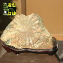 水石:菊花石【現品】*資材