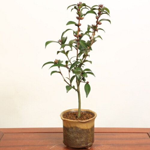 小品盆栽：黒椿(信楽焼鉢)*【送料無料】【即日出荷可】bonsai