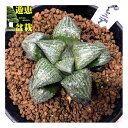 多肉植物:ハオルチア 丸山スプレンデンス*幅5.5cm
