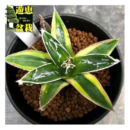 多肉植物：アガベ　輝山（きざん）*S　幅8cm