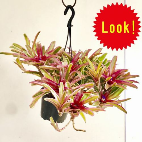 着生植物　観葉植物：ネオレゲリア　ファイヤーボール*吊り鉢