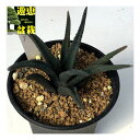 多肉植物:ハオルチア ソルディダ*幅8.5cm 現品!一品限り