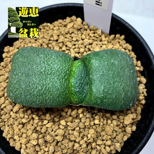 多肉植物：ガステリア　臥牛 吉積B*幅6cm