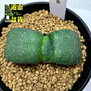 多肉植物：ガステリア 臥牛 吉積B 幅6cm