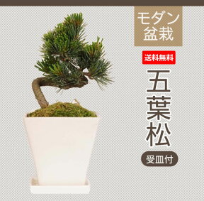 【あす楽　ギフト】【送料無料】モダン盆栽：五葉松*白モダンスクエアー鉢受皿付bonsai