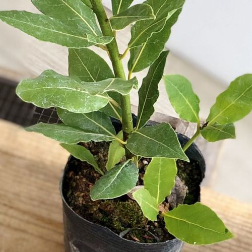 �ġ���˼��ʥ����ꥨ�ˤ��ä������塡3��