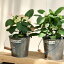 観葉植物 花色選べる:大輪花キリン シャインキッス*ユーフォルビア 多肉植物 ハナキリン 花麒麟 ブリキのバケツカバー付き