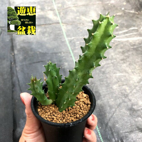 多肉植物：ガガイモ　フェルニア　コンシンナ*幅6cm