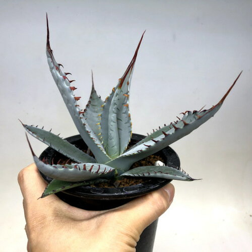 多肉植物:アガベ 屈原の舞扇*L 幅16cmの紹介画像2