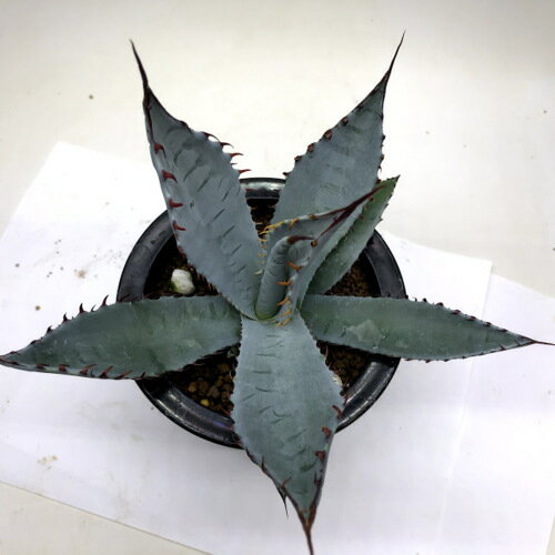 多肉植物:アガベ 屈原の舞扇*L 幅16cmの紹介画像3