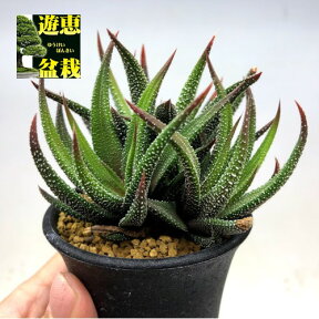 多肉植物：ハオルチア 松の霜hyb.*幅8cm