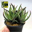 多肉植物:ハオルチア 松の霜hyb.*幅8cm