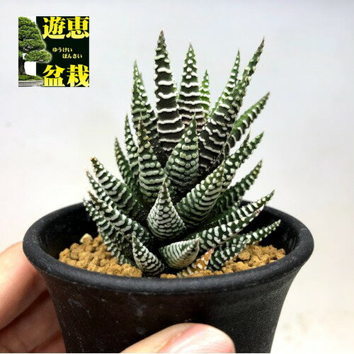 多肉植物：ハオルチア レインワルディhyb.*幅5cm