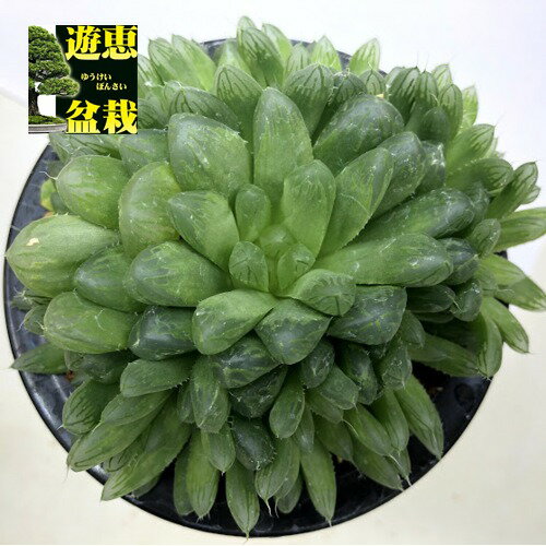 多肉植物：ハオルチア ジョイアエ B型　RSA 群生*幅12cm