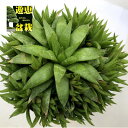 多肉植物:ハオルチア 群生*幅13cm