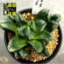多肉植物:ハオルチアhyb.*幅8cm