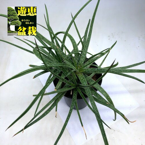 アロエ 多肉植物：アロエ　パルブラhyb.*幅30cm