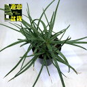 多肉植物：アロエ　パルブラhyb.*幅30cm