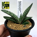 多肉植物：ガステリア　カリナータ　スノーストーム　ダルメシアン*幅7cm