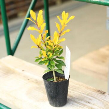 庭木苗・植木苗:西洋ヒイラギ(サニーフォスター)黄金ヒイラギ *