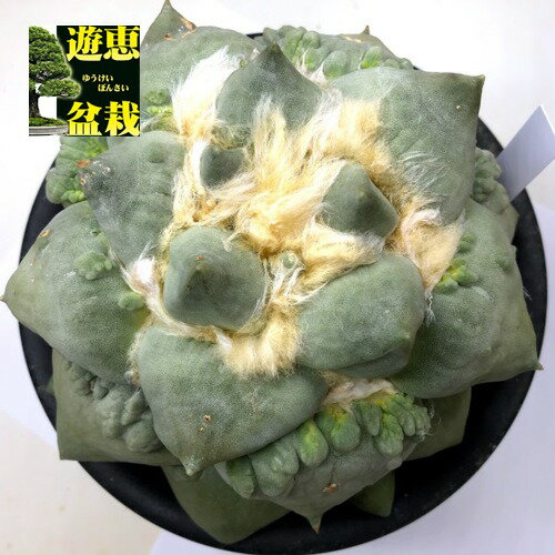 サボテン：アリオカルプス　花牡丹モンスト*幅16cm　現品！一品限りのサムネイル