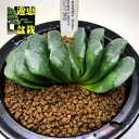多肉植物:ハオルチア 静鼓(せいこ)*M 幅8cm