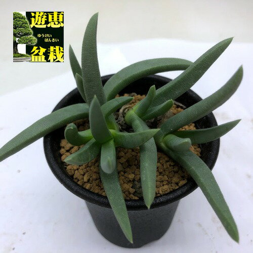 ¿����ʪ�����ե����ե���ࡡ���륹�ȥˡ�*��8cm