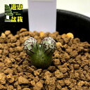 多肉植物：コノフィツム ルックホフィー 全幅1cm