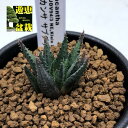 多肉植物：ハオルチア クロラカンサ サブグラウカ*S　幅3cm