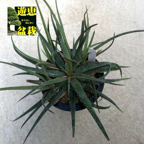 アロエ 多肉植物：アロエ プセウドパルブラ*幅28cm