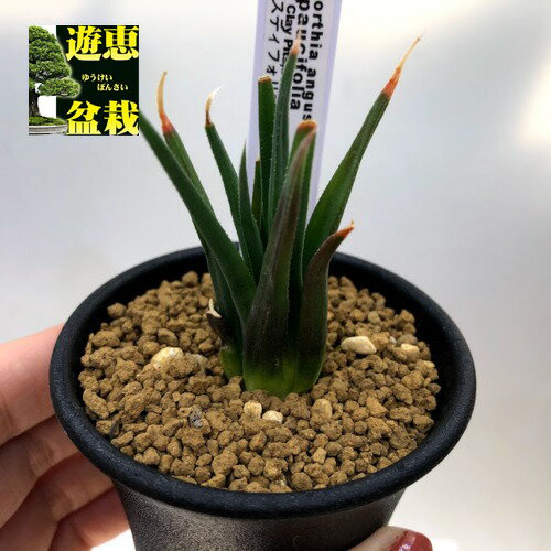 多肉植物：ハオルチア　アングスティフォリア　パウシフォリア*幅4cm