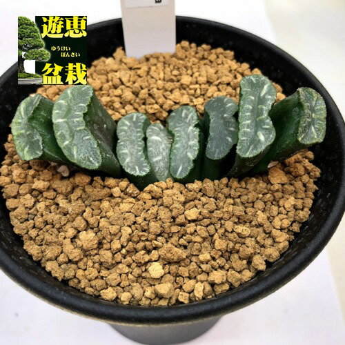 多肉植物：ハオルチア 玉扇 大型おたふく*幅7cm