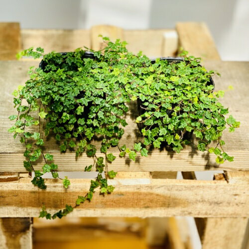 苗　観葉植物　希少品種：フィカス　プミラ　クエルギフォリア 『天使のいたずら』*2個セットのサムネイル