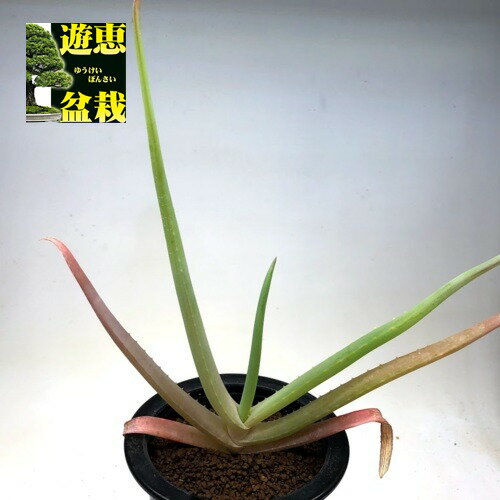 アロエ 多肉植物：アロエ　ムンチー*M 幅20cm