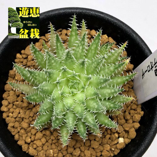 ☆特価☆多肉植物：ハオルチア ルテオローサ*幅4cm