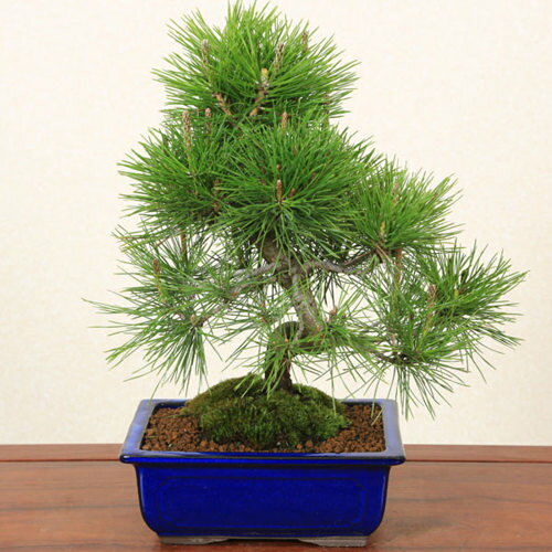 【即日出荷可！】【送料無料】小品盆栽：黒松(瀬戸焼青長方鉢)*Kuromatu　bonsai