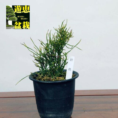 古典園芸植物：松葉蘭（マツバラン）「折鶴」*まつばらん