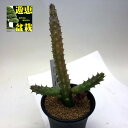 多肉植物：ガガイモ フェルニア オクラータhyb. 幅6cm