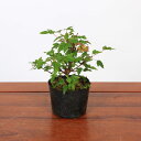 盆栽苗:美濃楓(みのかえで)*カエデ 八房楓