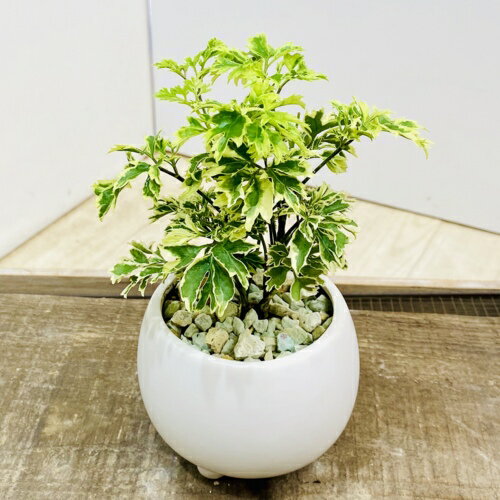 観葉植物：ポリシャス シュガーベビー*モダン足付き鉢 白ゼオライト飾り石