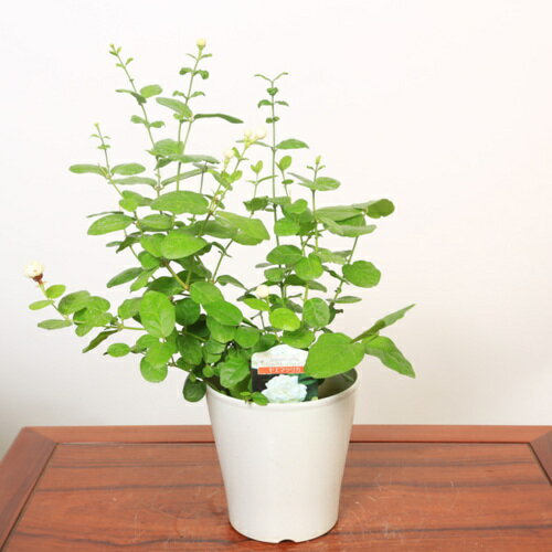 鉢花:八重マツリカ*茉莉花　ジャスミン