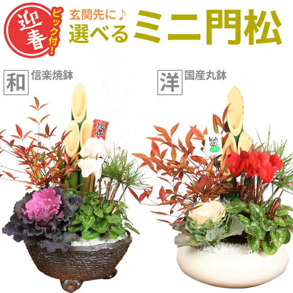 迎春：ミニ門松*寒水とピック付き（黒松・南天・ハボタン・ガーデンシクラメン）【鉢の種類が選べます】【送料無料】bonsai