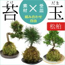 【夏ギフト お中元】【即日出荷可】選べる松柏シリーズ 組み合わせ自由:苔玉×受け皿 *オリジナル 盆栽【送料無料】モス moss ball bonsai