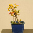 苗:つる梅もどき* 蔓梅擬 ツルウメモドキ