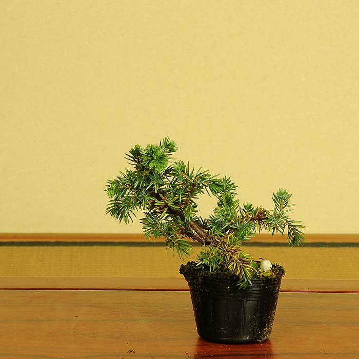 楽天市場】杜松(盆栽|花・観葉植物):花・ガーデン・DIYの通販 楽天市場】杜松(盆栽|花・観葉植物):花・ガーデン・DIYの通販
