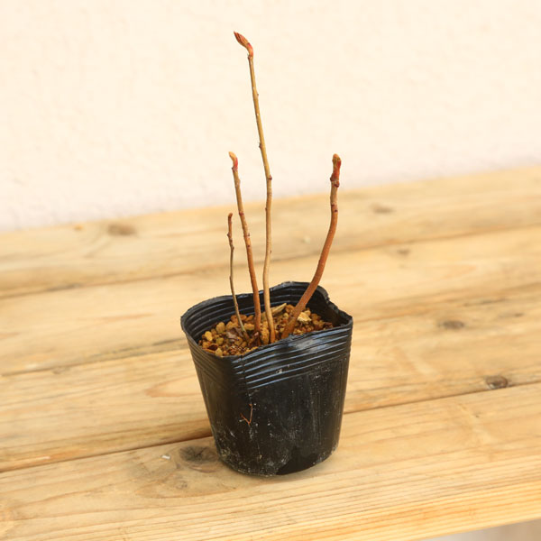 苗：ナナカマド（ななかまど）株立ち苗