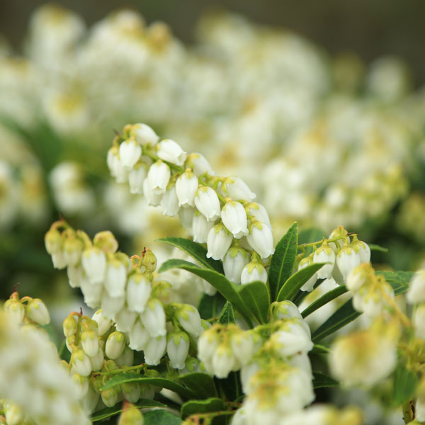 ���ڡ��ġ������礢����*�䥯���ޥ����ӡ��䤯���ޤ����ӡ��Ͽ���