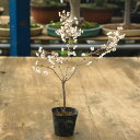 苗:富士桜(湖上の舞)大*ふじさくら サクラ